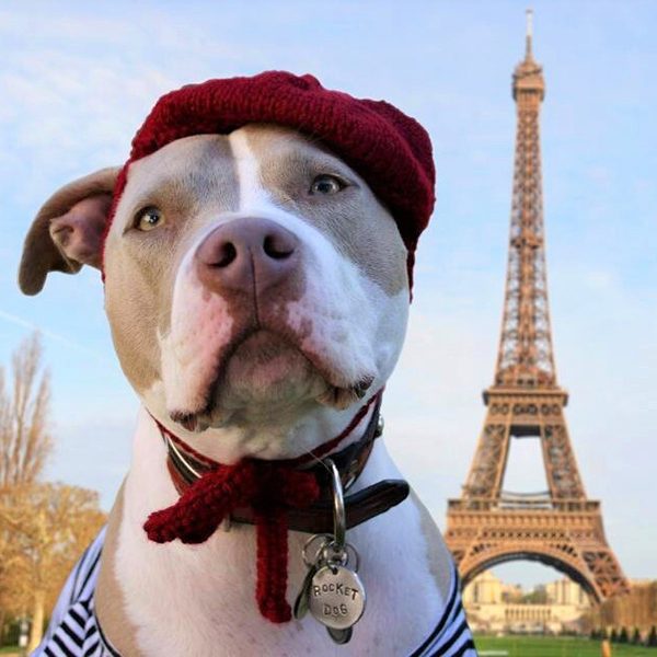 sq-TRAVELDOG01