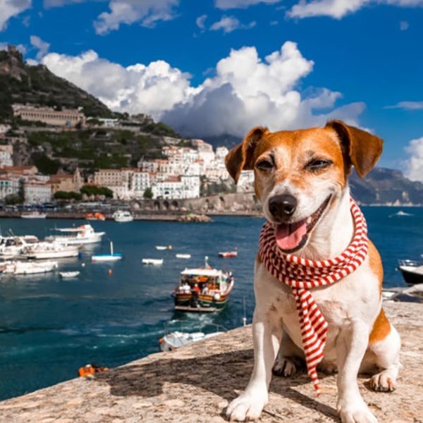 sq-TRAVELDOG04