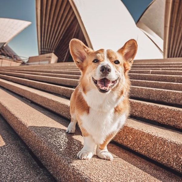 sq-TRAVELDOG07