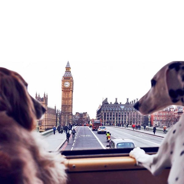 sq-TRAVELDOG09